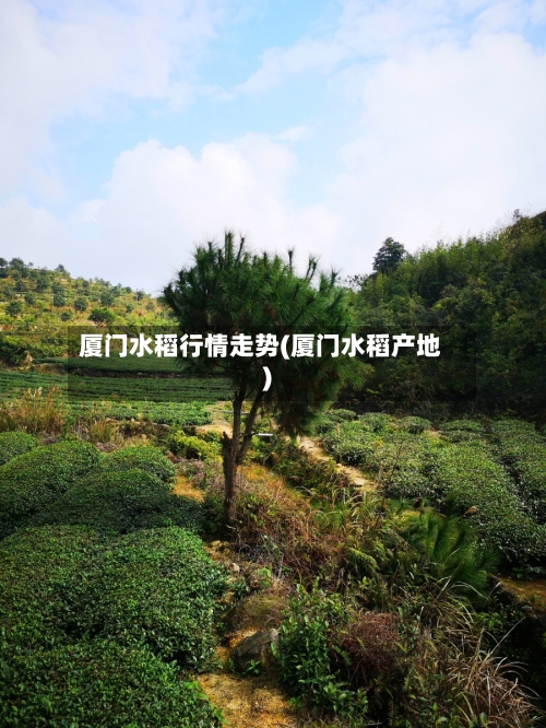 厦门水稻行情走势(厦门水稻产地)