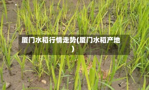 厦门水稻行情走势(厦门水稻产地)
