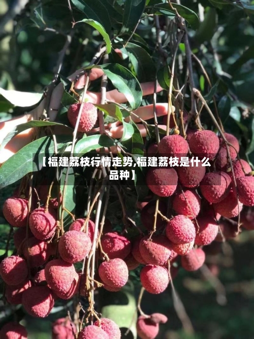 【福建荔枝行情走势,福建荔枝是什么品种】