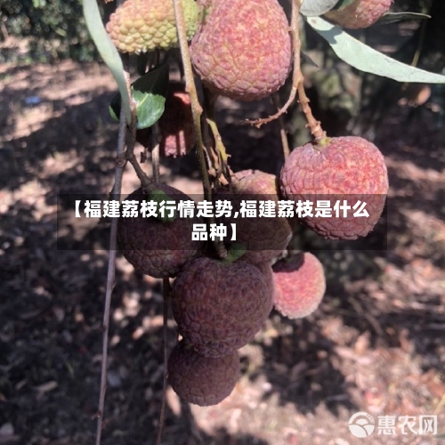 【福建荔枝行情走势,福建荔枝是什么品种】