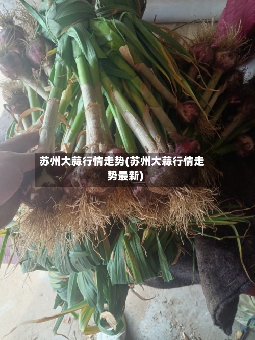 苏州大蒜行情走势(苏州大蒜行情走势最新)
