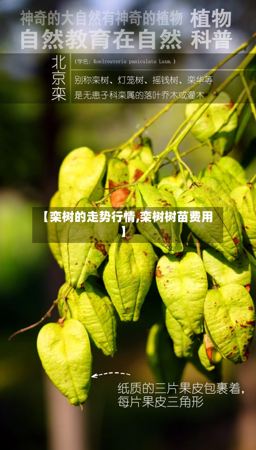 【栾树的走势行情,栾树树苗费用】