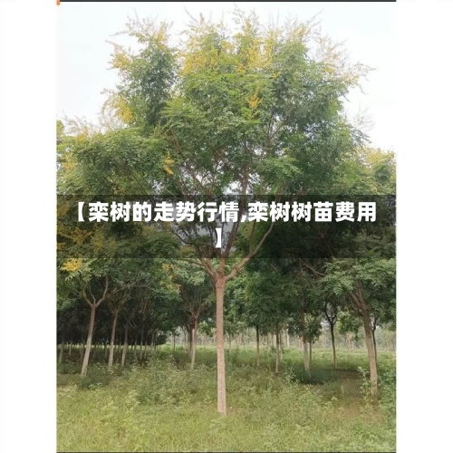 【栾树的走势行情,栾树树苗费用】