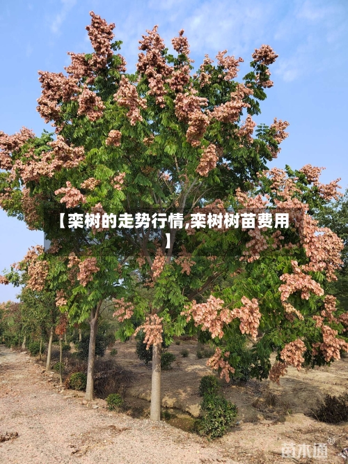 【栾树的走势行情,栾树树苗费用】