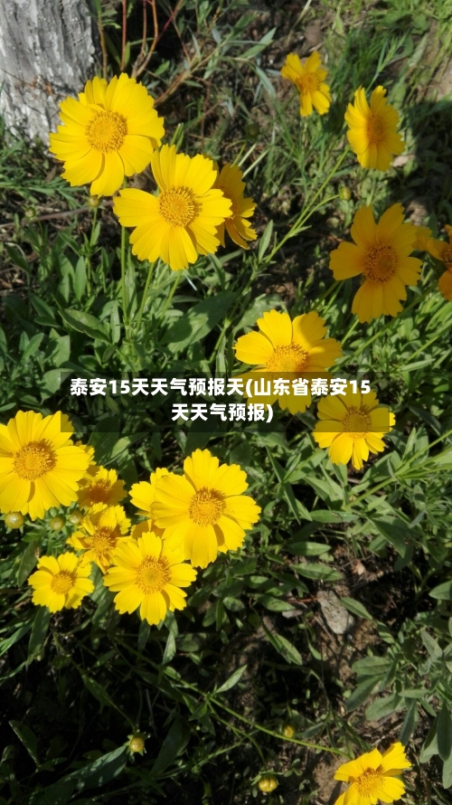 泰安15天天气预报天(山东省泰安15天天气预报)