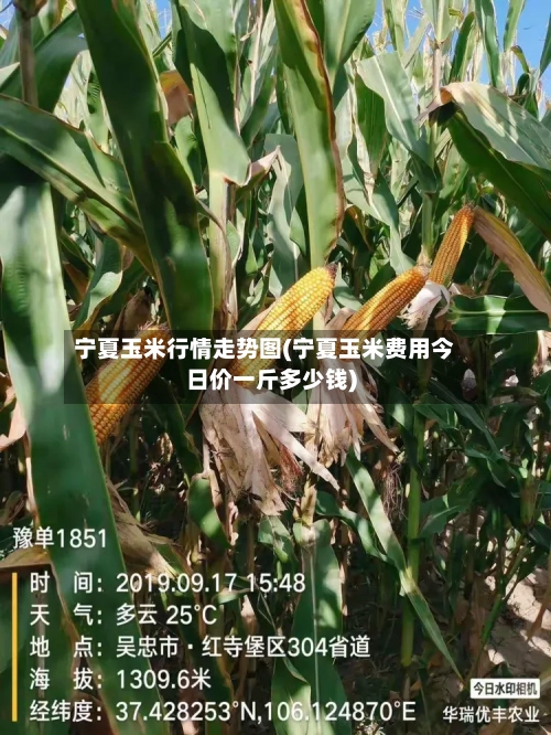 宁夏玉米行情走势图(宁夏玉米费用今日价一斤多少钱)