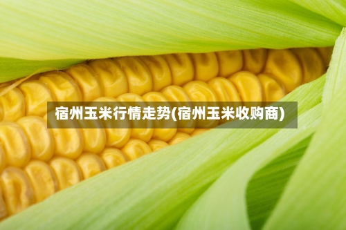 宿州玉米行情走势(宿州玉米收购商)