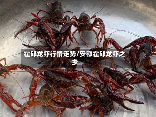 霍邱龙虾行情走势/安徽霍邱龙虾之乡