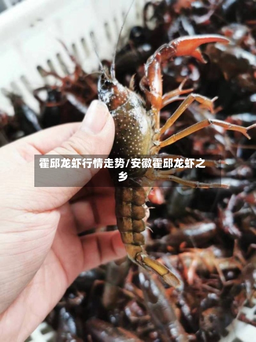 霍邱龙虾行情走势/安徽霍邱龙虾之乡