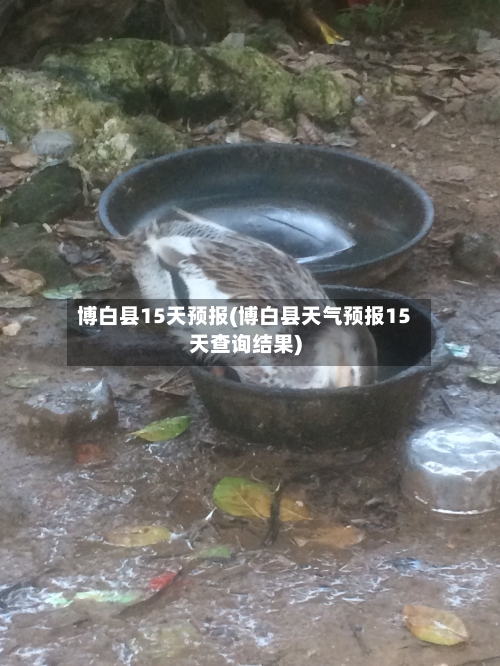 博白县15天预报(博白县天气预报15天查询结果)