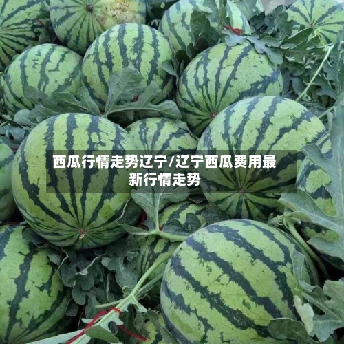 西瓜行情走势辽宁/辽宁西瓜费用最新行情走势
