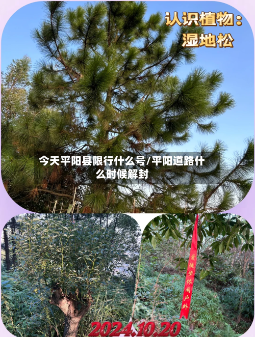 今天平阳县限行什么号/平阳道路什么时候解封