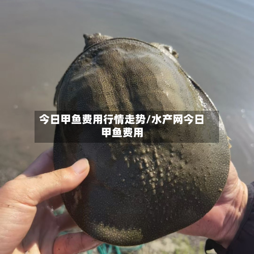 今日甲鱼费用行情走势/水产网今日甲鱼费用