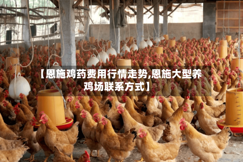 【恩施鸡药费用行情走势,恩施大型养鸡场联系方式】