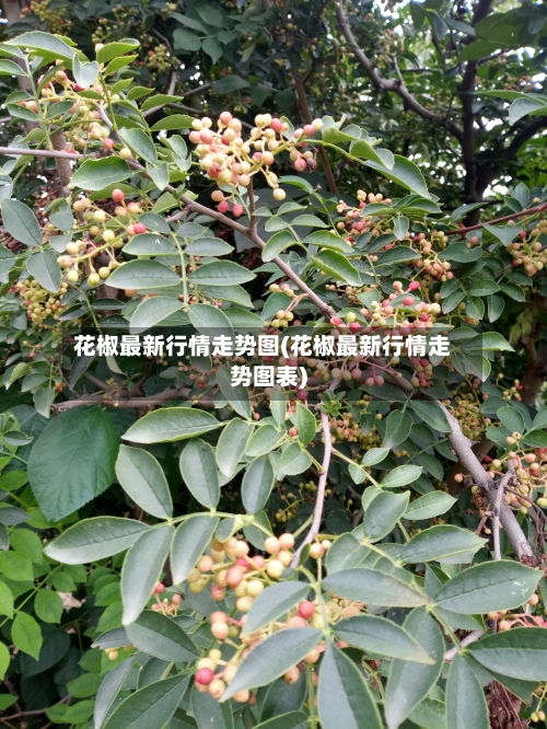花椒最新行情走势图(花椒最新行情走势图表)