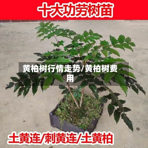 黄柏树行情走势/黄柏树费用