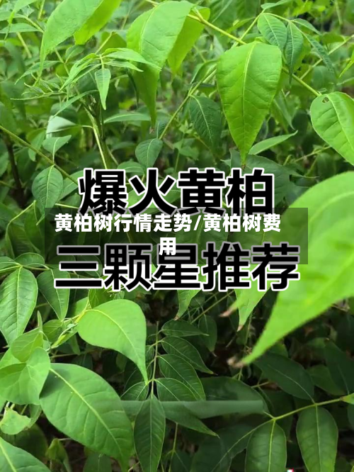 黄柏树行情走势/黄柏树费用