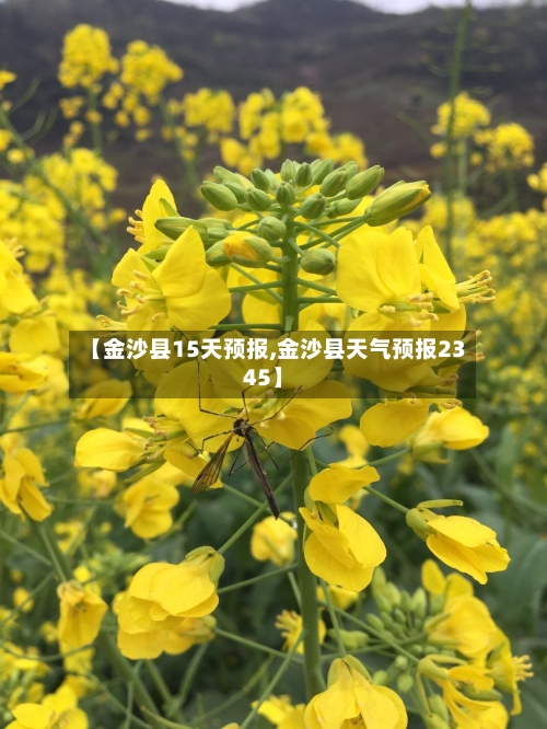 【金沙县15天预报,金沙县天气预报2345】