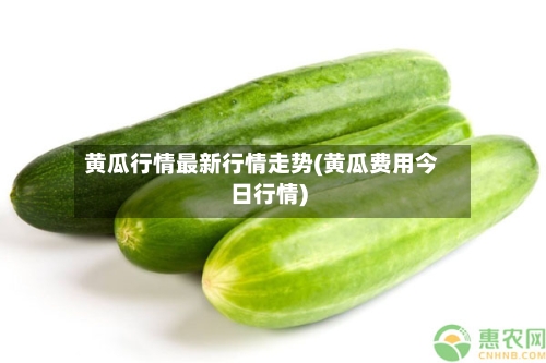 黄瓜行情最新行情走势(黄瓜费用今日行情)
