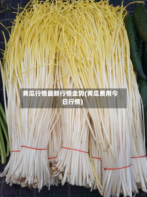 黄瓜行情最新行情走势(黄瓜费用今日行情)