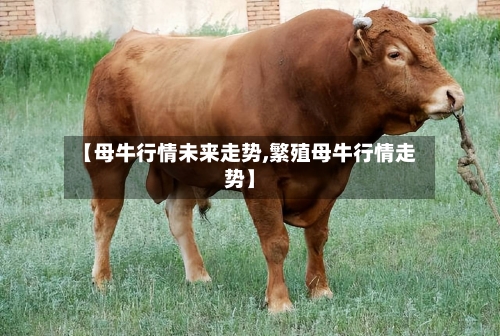 【母牛行情未来走势,繁殖母牛行情走势】