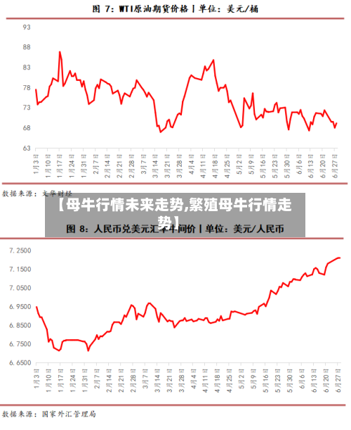 【母牛行情未来走势,繁殖母牛行情走势】