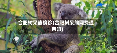 合肥树呆熊确诊(合肥树呆熊网费通用吗)