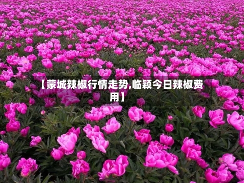 【蒙城辣椒行情走势,临颖今日辣椒费用】