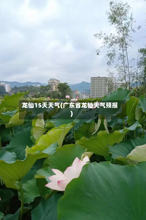 龙仙15天天气(广东省龙仙天气预报)