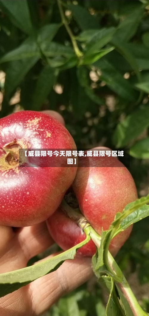 【威县限号今天限号表,威县限号区域图】