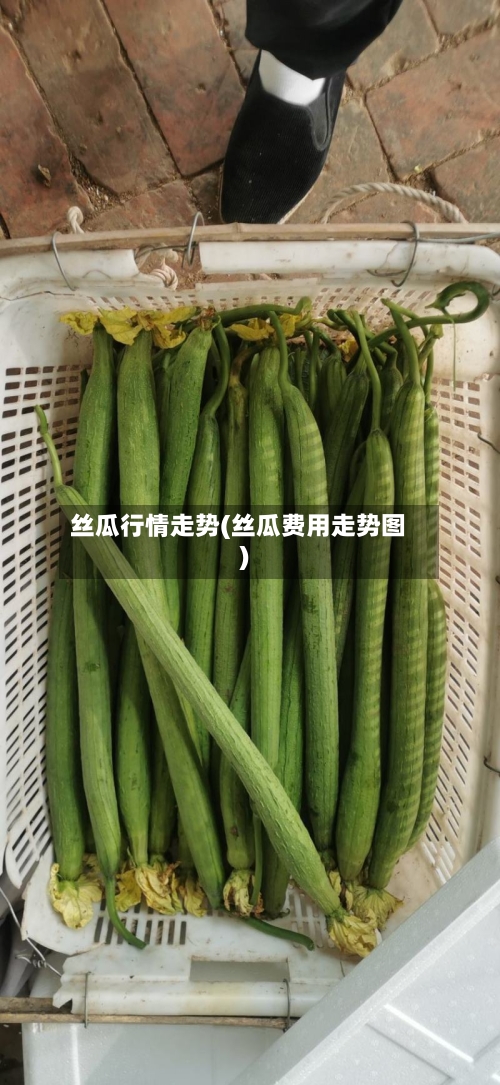 丝瓜行情走势(丝瓜费用走势图)