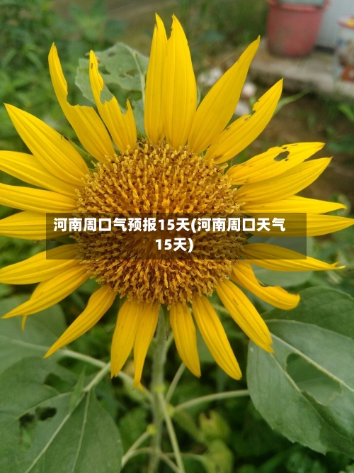 河南周口气预报15天(河南周口天气15天)