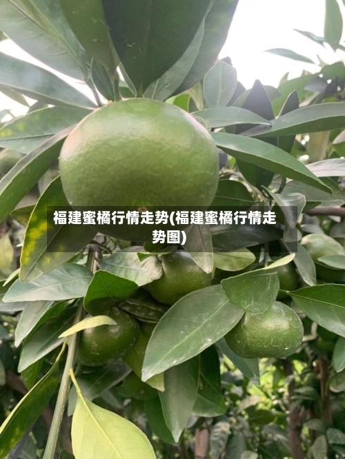 福建蜜橘行情走势(福建蜜橘行情走势图)