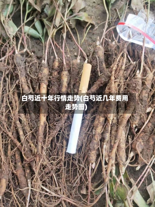 白芍近十年行情走势(白芍近几年费用走势图)