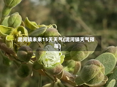 泥河镇未来15天天气(泥河镇天气预报)