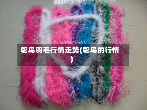 鸵鸟羽毛行情走势(鸵鸟的行情)