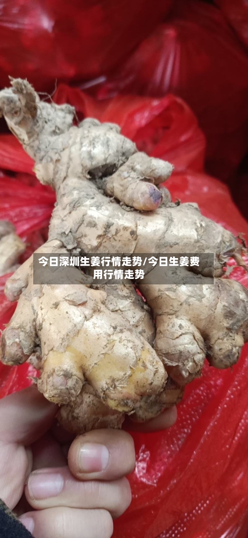 今日深圳生姜行情走势/今日生姜费用行情走势
