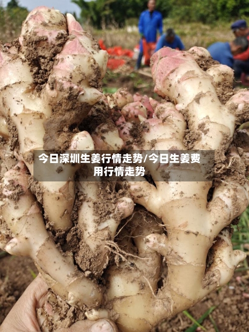 今日深圳生姜行情走势/今日生姜费用行情走势