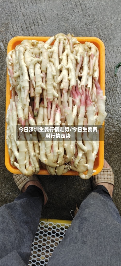 今日深圳生姜行情走势/今日生姜费用行情走势