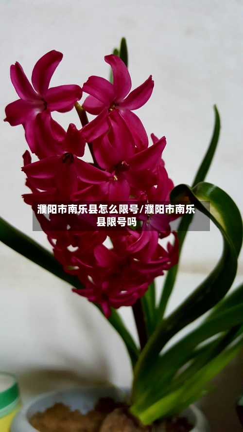 濮阳市南乐县怎么限号/濮阳市南乐县限号吗