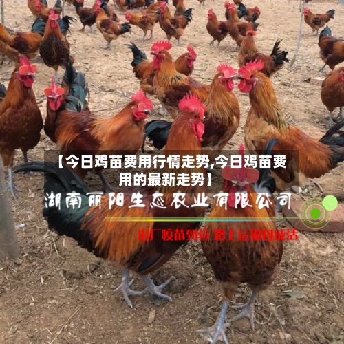 【今日鸡苗费用行情走势,今日鸡苗费用的最新走势】