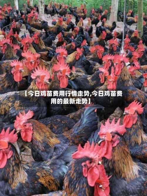 【今日鸡苗费用行情走势,今日鸡苗费用的最新走势】