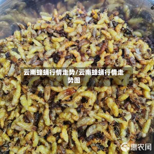 云南蜂蛹行情走势/云南蜂蛹行情走势图