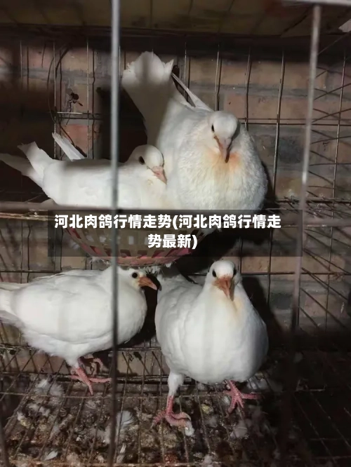 河北肉鸽行情走势(河北肉鸽行情走势最新)