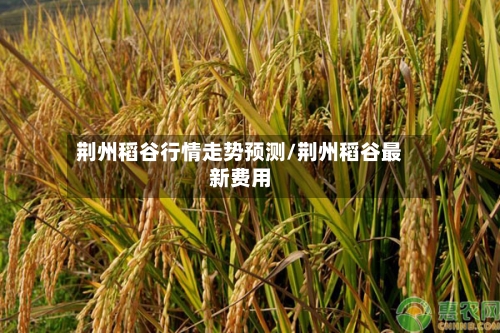 荆州稻谷行情走势预测/荆州稻谷最新费用