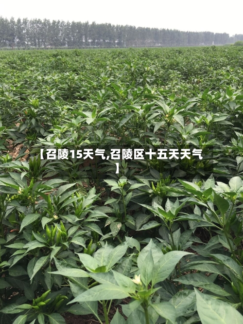 【召陵15天气,召陵区十五天天气】
