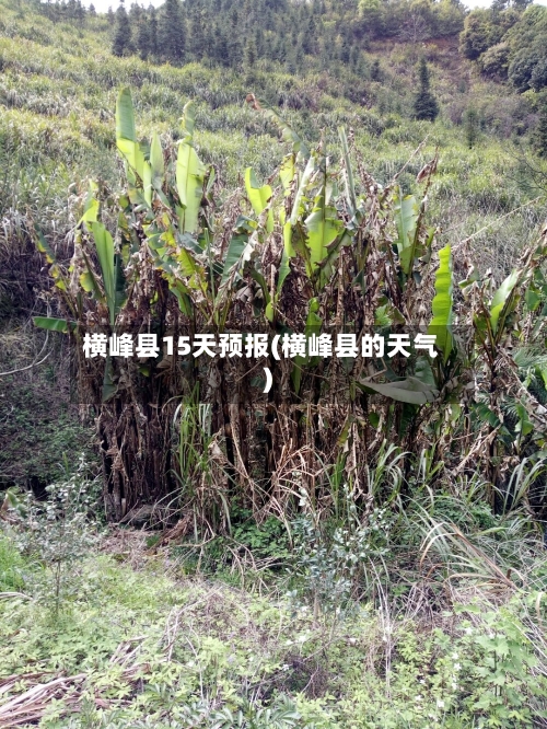 横峰县15天预报(横峰县的天气)
