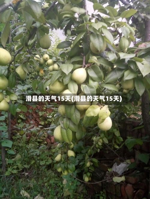 滑县的天气15天(滑县的天气15天)