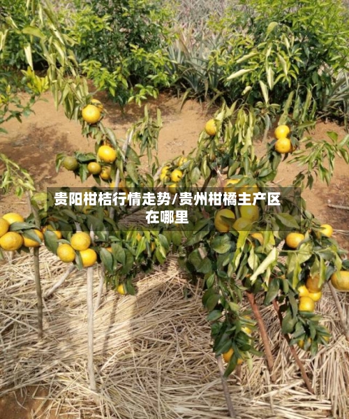 贵阳柑桔行情走势/贵州柑橘主产区在哪里