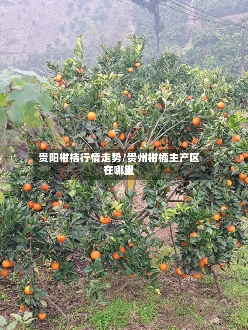 贵阳柑桔行情走势/贵州柑橘主产区在哪里